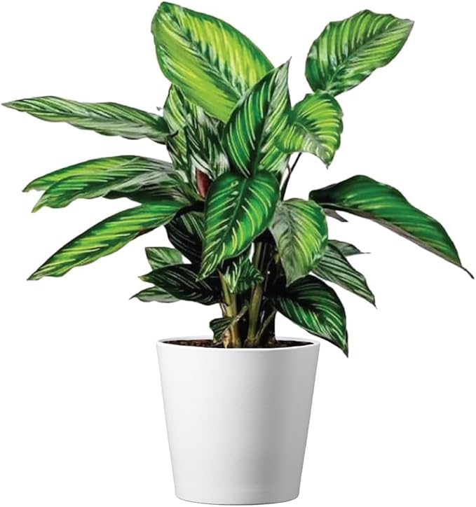 American Plant Exchange Live Calathea 'Beauty Star' – 6-Inch Pot Cover – Pet-Friendly Tropical Houseplant with Striped Green Leaves for Low Light Homes, Offices, Shelves & Indoor Décor
