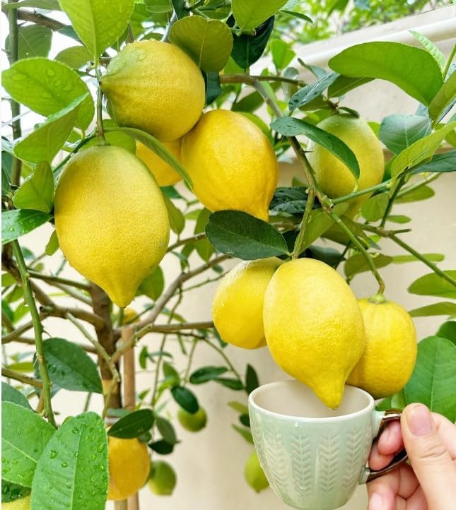 30pcs Perfume Lemon Seeds - Grow Your Own Bonsai or Full-Size Fruit-Bearing Tree - Non-GMO, Heirloom, Organic - Ideal for Zones 8-11