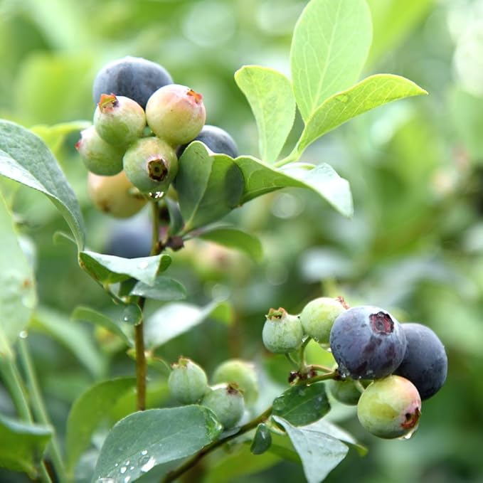Perfect Plants Premier Blueberry Bush 3 Gallon | Live Plant for Outdoor Planting | Low Maintenance | Delicious Edible Blue Berry Fruit Tree
