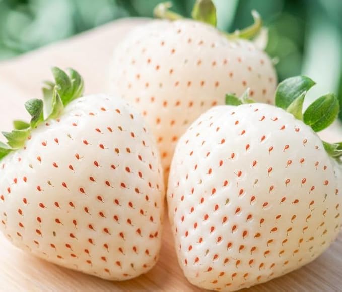300+ White Alpine Strawberry Seeds: Heirloom, Sweet & Unique Wild Berries