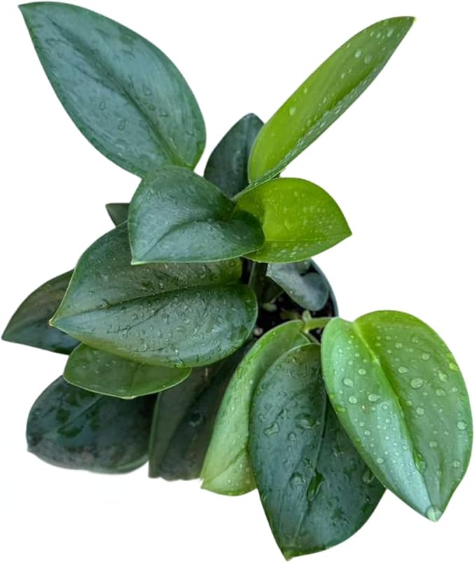 PLANTVERS Scindapsus Treubii ‘Moonlight’ in 4" Grow Pot – Rare Silver-Green Vining Plant – Trailing Indoor Plant - Air Purifying Plant - Tropical Houseplant