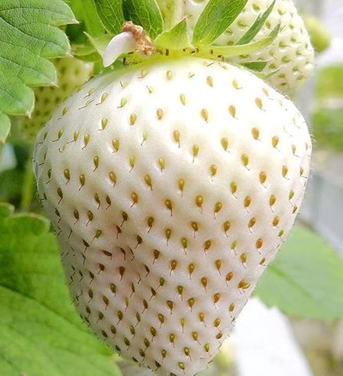 300+ White Alpine Strawberry Seeds: Heirloom, Sweet & Unique Wild Berries