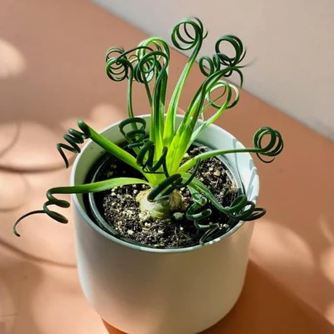 Albuca Live Plant in 4” Pot, Frizzle Sizzle Succulent, Curly Leaf Albuca Plant for Indoor Growing