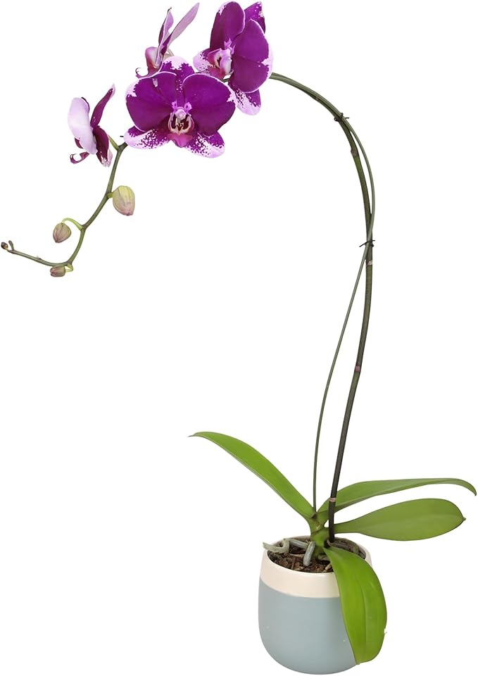 Large Purple Live Orchids Blooming in 5" Blue & White Orchid Pot, Pet Friendly Live Plant Gifts for Plant Lovers, Approx. 22"+ Tall, Real Houseplants, Phalaenopsis Moth Flowers by Plants for Pets