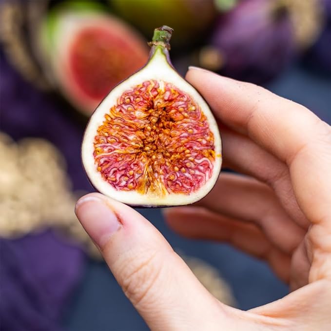 Violette de Bordeaux Fig Trees Live Plants – Set of 4 Starter Fig Plants – Compact, High-Yielding Variety with Rich, Sweet Fruit – Ideal for Containers and Small Gardens – Cold Hardy and Easy to Grow