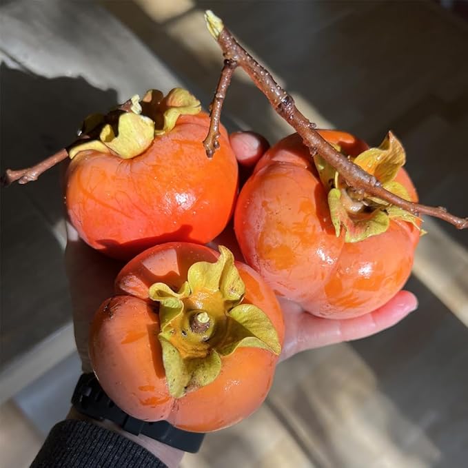 30+ Organic Fuyu Persimmon Seeds for Planting Outdoors,Diospyros Seeds Non-GMO Heirloom,Cold Hardy Fruit Tree Seed High Germination for Home Outdoor Garden
