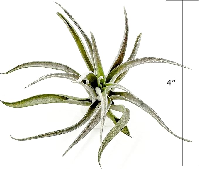 ragnaroc Air Plants - Flowering Tillandsia Harrisii, Large 3-5" - 2ct - Live Arrival Guaranteed - House Plants for Home Decor & Gift