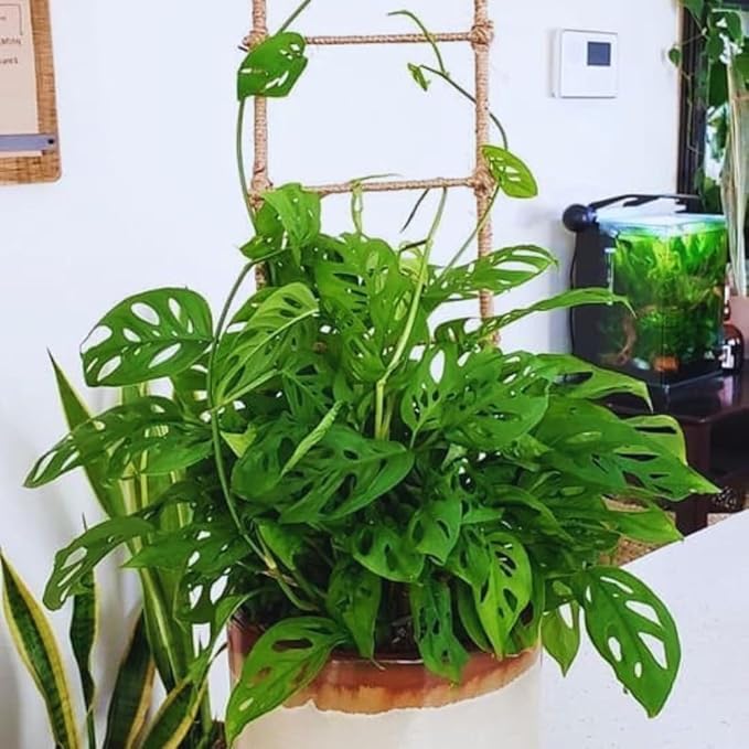 2 Monstera Plants Live Indoors, Swiss Cheese Plants Live for Gardening, Between 5 Inc and 7 Inc in Height, Live Monstera Plant