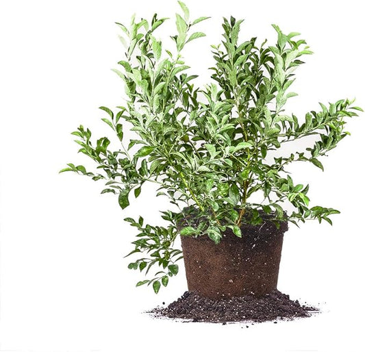 Perfect Plants Premier Blueberry Bush 3 Gallon | Live Plant for Outdoor Planting | Low Maintenance | Delicious Edible Blue Berry Fruit Tree