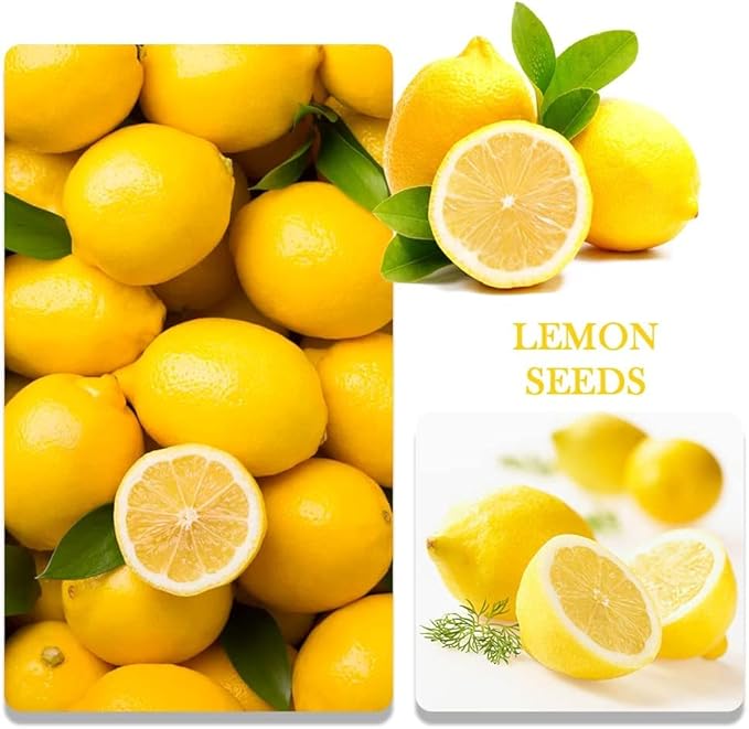 200+ Mix Dwarf Bonsai Fruit Tree Seeds for Planting, 4 Variety Individual Packs, 50+ Lemon Tree Seeds 50+ Cherry Tree Seeds 50+ Orange Tree Seeds 50+ Apple Seeds Organic Heirloom Fruit Seeds