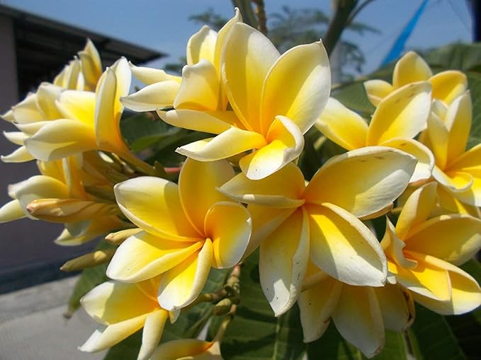 Set of 4 100% Hawaiian Plumeria (Frangipani) Plant Cuttings....From a PEST-FREE certified Hawaiian nursery with the proper U.S. Department of Agriculture stamp.