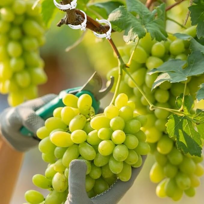 2026 Upgrade Thickened Secured Plastic Plant Clip,Reusable Plant Support Clips Fixing Clips for Climbing Plants,Garden Climbing Vines Fixing Clip for Tomato Grape Vine Flowers Vegetables (150, Green)