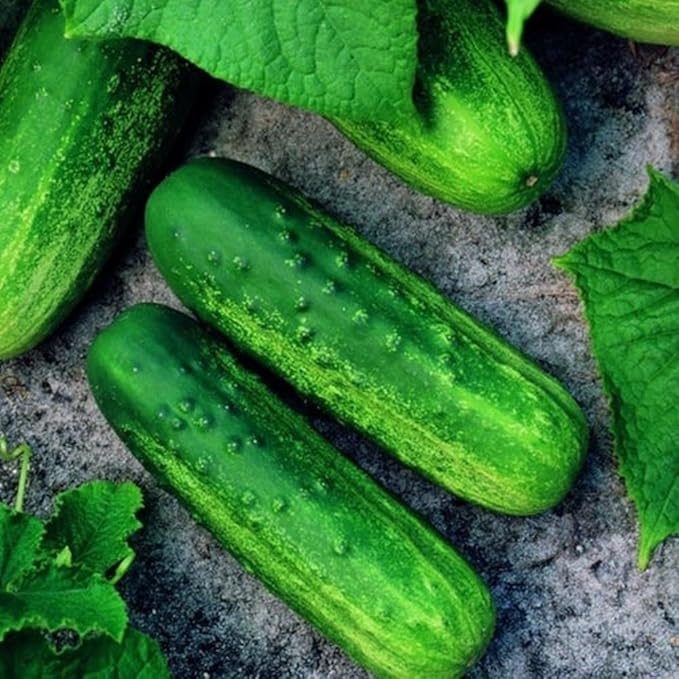 Cucumber Seeds for Planting – 50 Non-GMO Heirloom Garden Seeds, Plant & Grow Pioneer Hybrid Cucumber Seeds Home Outdoor Garden – Great Gardening for Abundant Harvests, 1 Packet