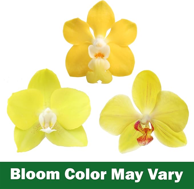 Premium Yellow Live Orchid Plant Blooming in 3.5" Blue & White Orchid Pot, Live Plants, Houseplant Gifts, Approx. 16" Tall, Pet Friendly Houseplants, Phalaenopsis Moth Flower by Plants for Pets