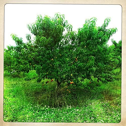 Contender Peach Tree - Self Pollinating Live Fruit Plant Shipped 2 Feet Tall by DAS Farms
