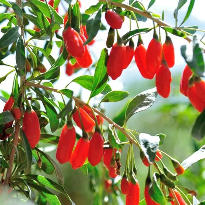 2 Red Goji Berry Trees Live Bareroot 8 to 12 Inc Height for Planting Ornaments Perennial Garden Simple to Grow Pots, Sweet Berry Fruits