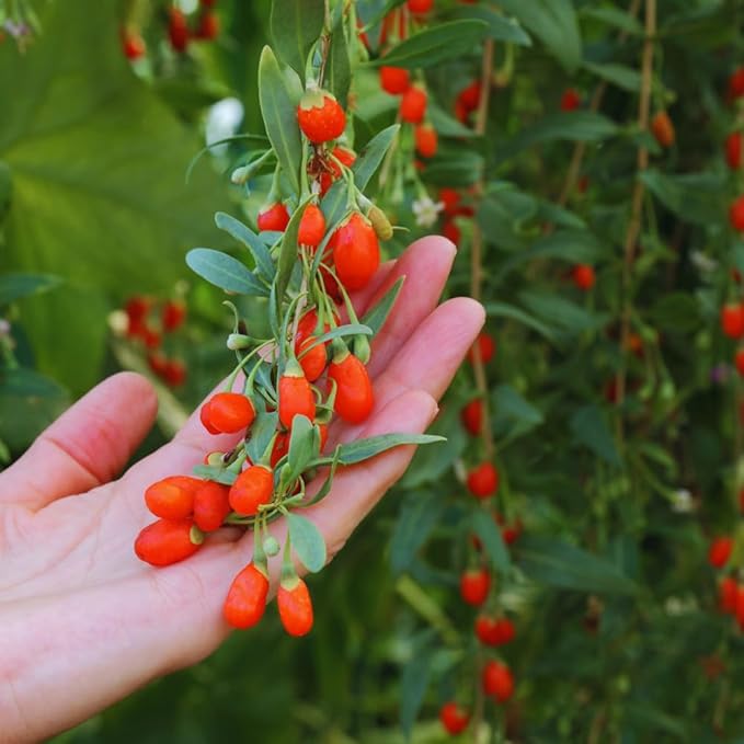 Red Goji Berry Plants Live, Goji Berry Tree Live Plant, 4 Inc Potted, Sweet Fruit Tree Gardening Outdoor