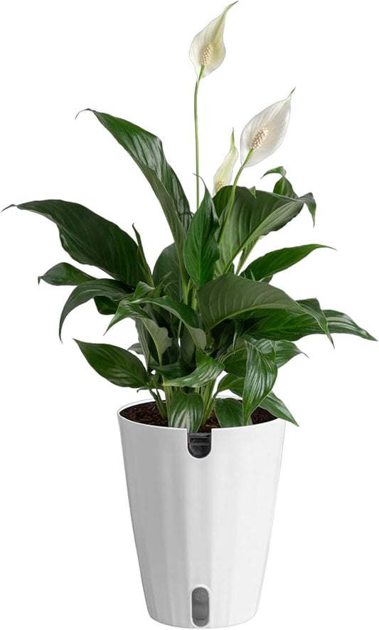 Costa Farms Peace Lily Live Plant in Decorative Pot, Air Purifying Flowering Indoor Houseplant, Perfect for Home, Room, or Office Decor, Great House Warming or Birthday Gift, 14-24 Inches Tall