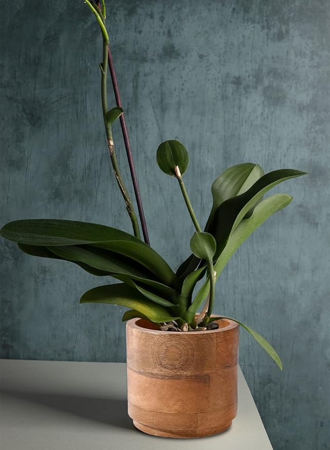 Serene Spaces Living Set of 12 Small Mango Wood Cachepot, Natural Wooden Pot for Faux Flowers & Plants, Potted Indoor Plants, Home, Office, Restaurant Decor, Measures 4.75" Diameter & 4.5" Tall