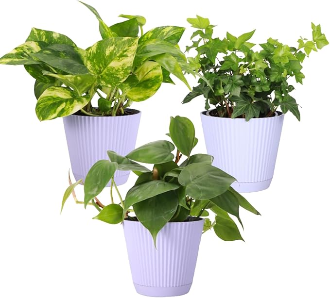 Thorsen's Greenhouse Live Trailing Houseplants (3 Pack), Vining Growth, Easy to Grow Indoor Plants, Grower's Choice Bundle, 4-inch Diameter Established Plants (Lavender (3-Pack))