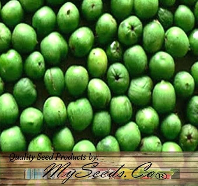 Actinidia arguta (Bower Actinidia, Hardy Kiwi, Kiwi Berry, Tara Vine) Fruit Seeds, Fruit with Sweet and Slightly Tart Flavor, Seeds by MySeeds.Co, You Choose The Amount (4 Grams)