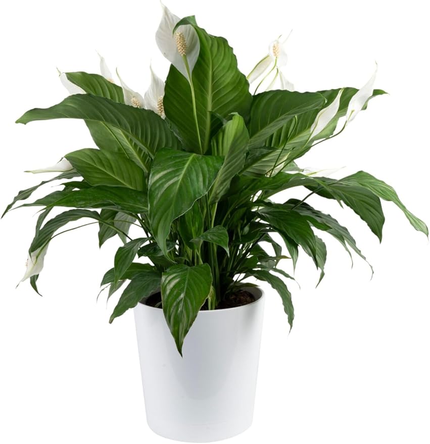 Costa Farms Peace Lily Live Plant in Decorative Pot, Air Purifying Flowering Large Indoor Houseplant, Perfect for Home, Room, or Office Decor, Great House Warming or Birthday Gift, 2-3 Feet Tall