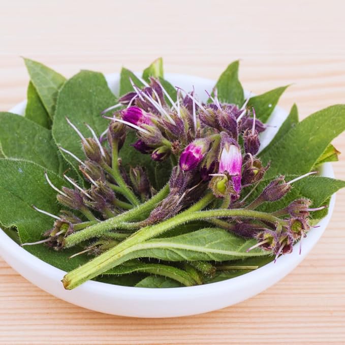 15 Comfrey Roots Plants Live, Comfrey Rhizomes Root for Planting, Herb Plant Garden, High Yields