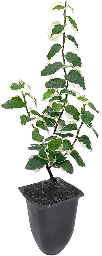 Variegated Creeping Fig Vine - Ficus Pumila Variegata - 50 Live Fully Rooted 2 Inch Plants - Climbing Ivy