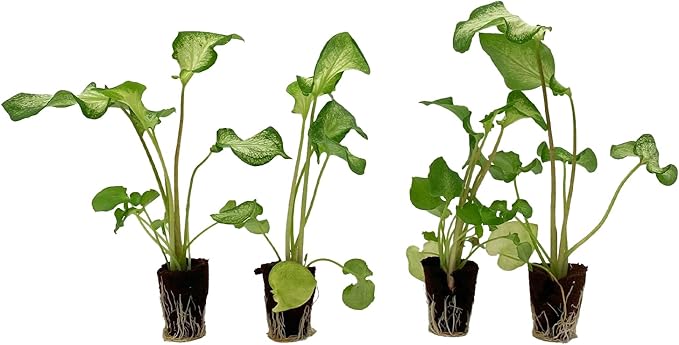 ragnaroc Caladium ‘White Butterfly’ 2-4" (Caladium Bicolor) 2ct – Live Plant for Indoor Outdoor Use, Garden & Landscaping – Live Arrival Guaranteed