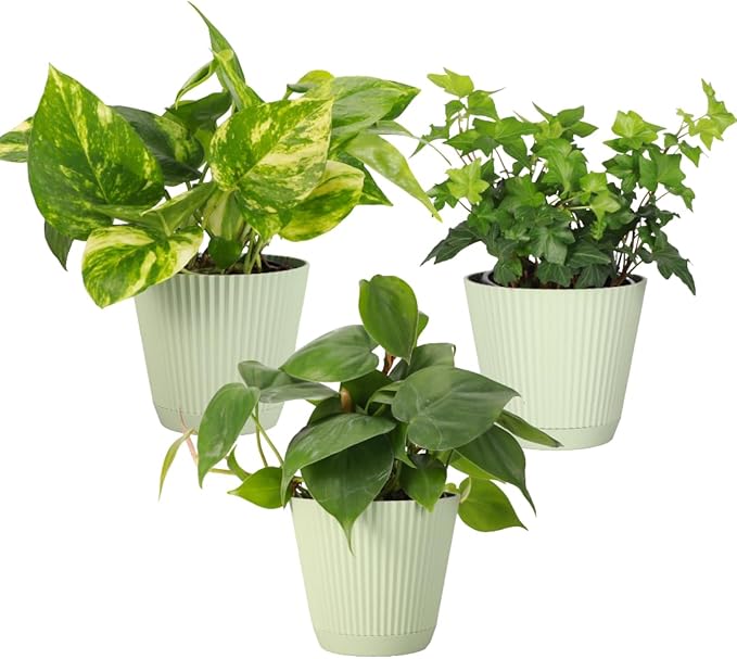 Thorsen's Greenhouse Live Trailing Houseplants (3 Pack), Vining Growth, Easy to Grow Indoor Plants, Grower's Choice Bundle, 4-inch Diameter Established Plants (Sage (3-Pack))