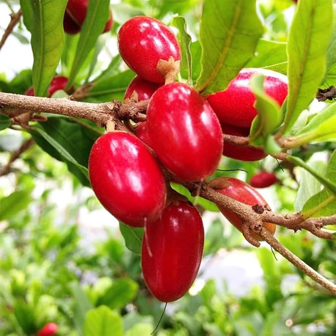 30Pcs Perennial Miracle Berry Fruit Seeds for Planting-Non-GMO Heirloom Plant Seeds Garden Outdoor