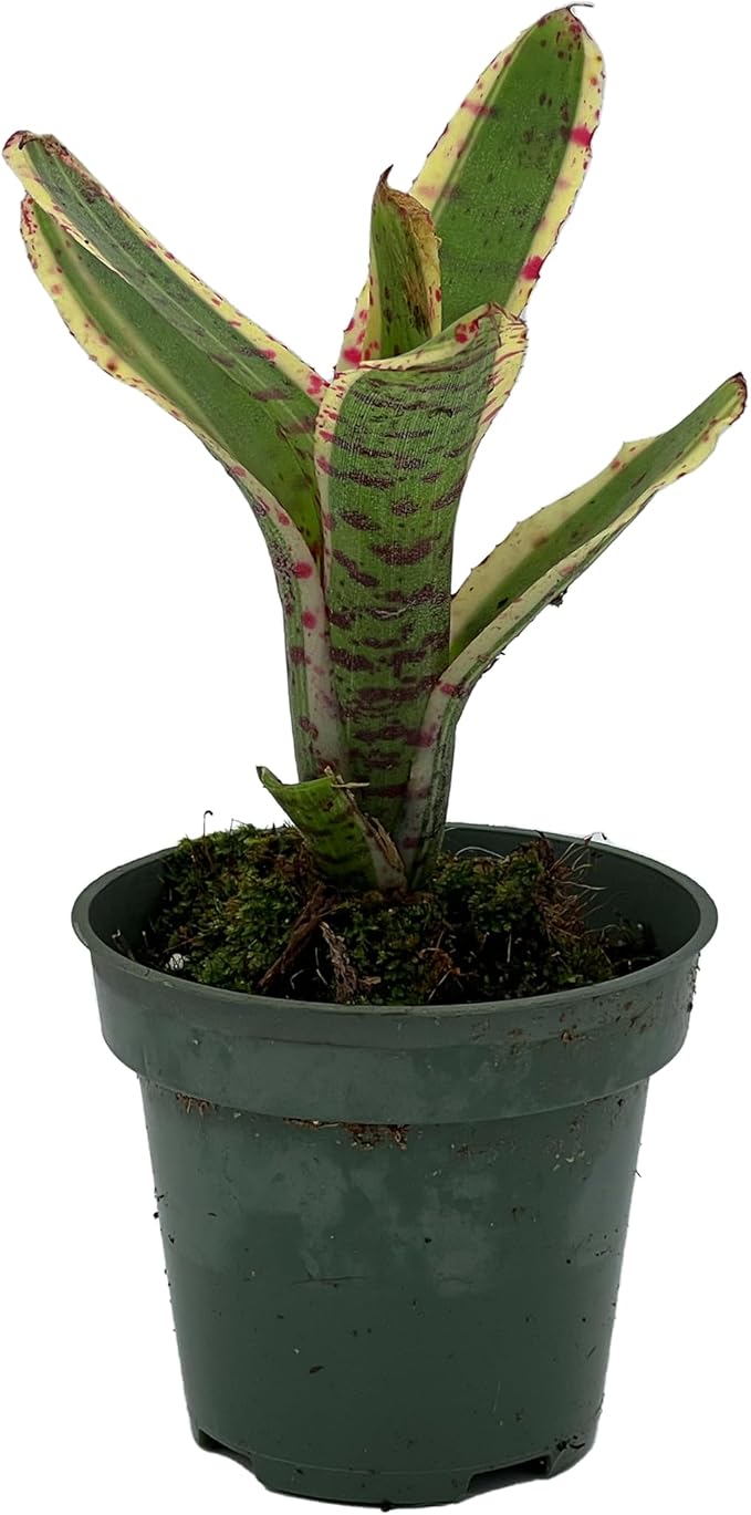 ragnaroc Live Plants – Bromeliad Neoregelia Gizmo, 4-8" in 3" Pot - 1ct - Live Arrival Guaranteed - House Plants for Home Decor & Gift