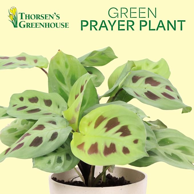 Thorsen's Greenhouse Green Prayer Plant, Live Indoor Plant, Pet Friendly, Uncommon Houseplant, Green Maranta, Easy to Grow, 4" Diameter Pot (Copper)