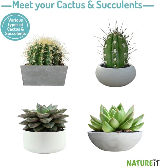 Cactus & Succulents Seed Starter Kit. Everything Needed to Grow an Amazing Assortment of Cactus & Succulents. Perfect for Plant Lovers and Gardener mom. Unusual Housewarming Gift