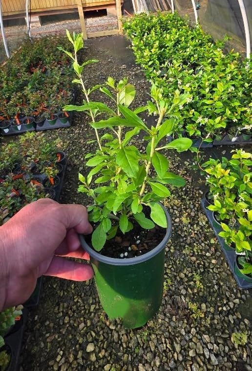 Goji Berry (lycium barbarum) - Live Plant - (1 QT)
