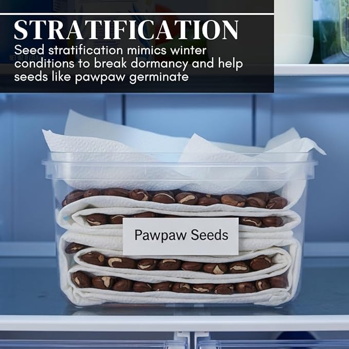 Paw Paw Tree Seeds for Planting | 6 Seeds | Edible Fruit Tree, Made in USA | Fun and Easy to Grow Your Own Food, Exotic Pawpaw Tree Seeds