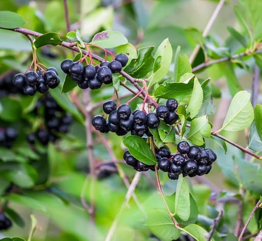 Black Chokeberry Live Plants – Aronia melanocarpa – 1 Year Old Seedlings - Grow Your Own Antioxidant-Rich Superfood Berry Tree – Hardy, Fast-Growing, Ideal for Garden or Container Planting (3 Plants)