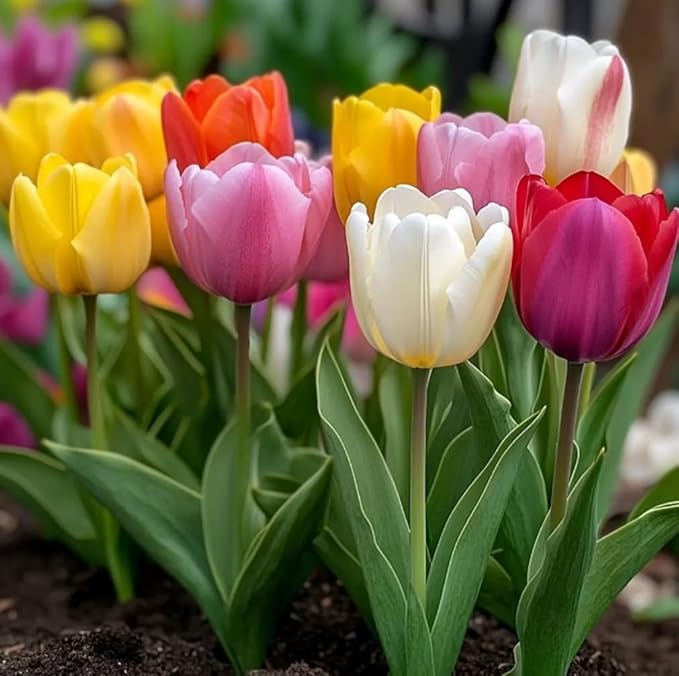 50PCS Colored Tulip Bulbs Tulip Tulipa Garden Flower Bulbs Easy to Grow