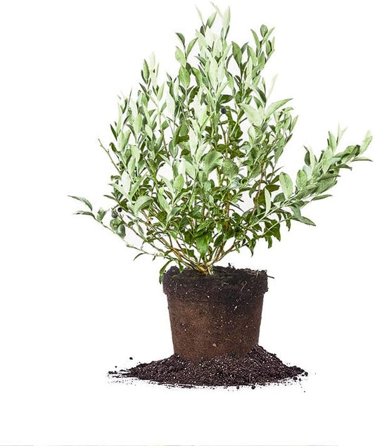 Perfect Plants Premier Blueberry Bush 1 Gallon | Live Plant for Outdoor Planting | Low Maintenance | Delicious Edible Blue Berry Fruit Tree