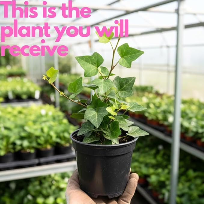 Green English Ivy Indoor Plant in 4 Inch Pot | Fast-Growing English Ivy Live Plant for Fresh Indoor Greenery | Low-Maintenance Trailing Houseplant for Windowsills, Shelves & Hanging Displays