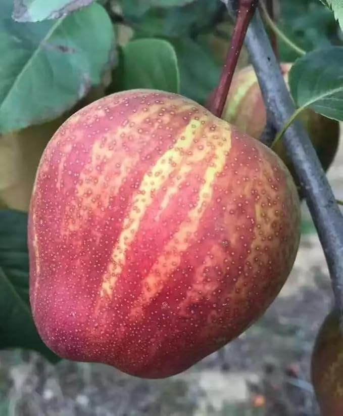 Red pear Tree, grafted. Shipped Bare Root，can Produce Fruit Next Year（早酥红梨，嫁接，裸根，今年种，明年挂果。单果重180-200克，适应性好）