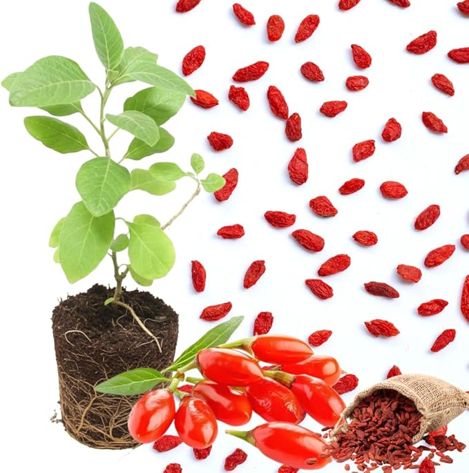 Live Goji Berry Plant Bush for Planting, Goji Berry Ready to Plant, 4 to 10 Inc Tall, Come No Pot, Goji Berries Tree Plant Live