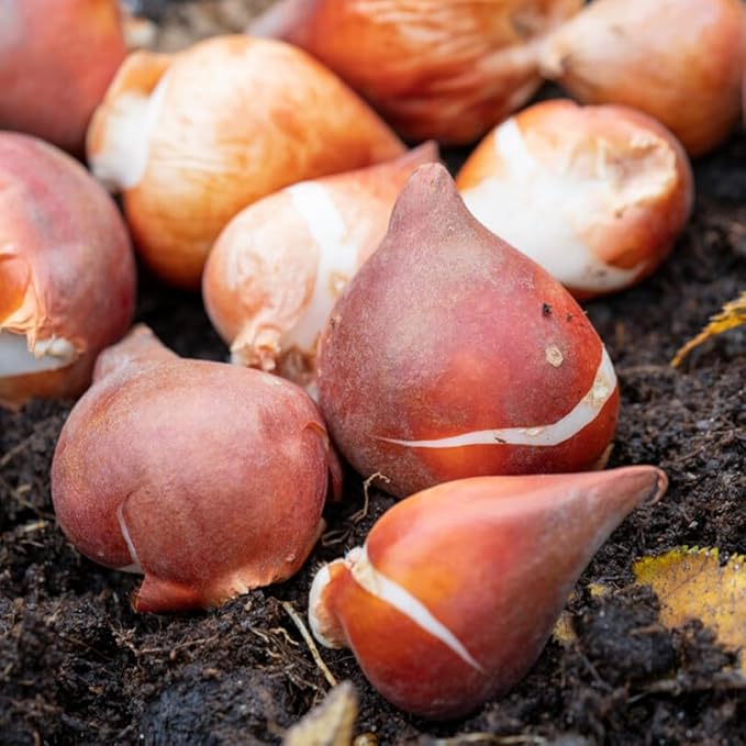 100 Mixed Tulip Flower Bulbs – Bulk Pack of Colorful Tulips for Spring Blooms – Easy Fall Planting - Plant in Gardens, Borders & Flowerbeds - Bulb Size 11/12cm - Willard & May