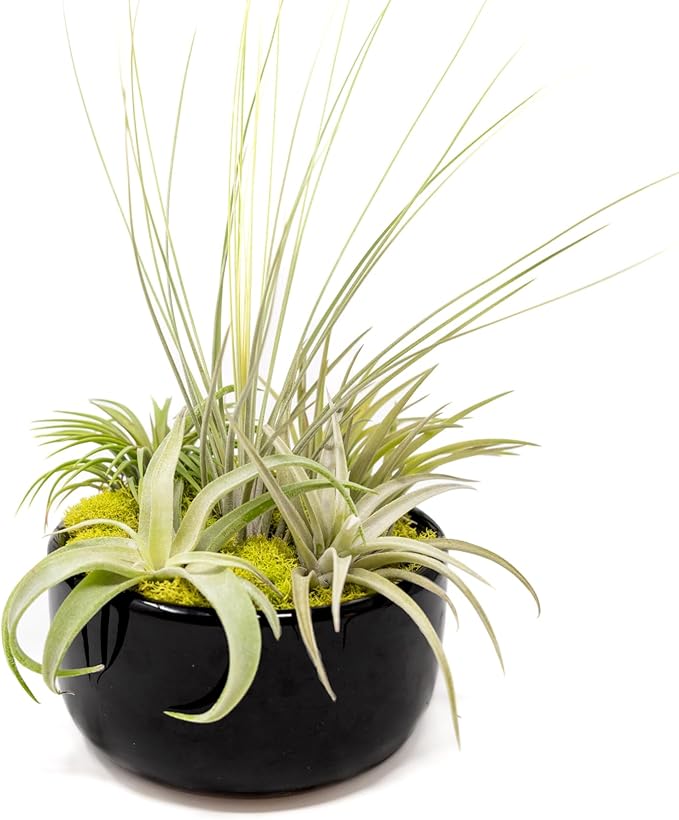 Air Plant Shop Large Assembled Air Plant Bowl Garden - Wholesale and Bulk - Succulents - Live Tillandsia - Easy Care Indoor and Outdoor House Plants (5 Assorted Air Plants)