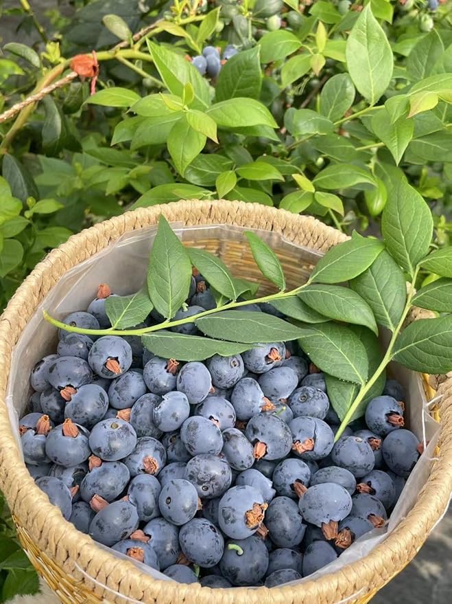 500pcs Heirloom Blueberry Seeds – Delicious, Nutrient-Dense Berries Friut| Perennial, Ideal for Pots or Raised Beds