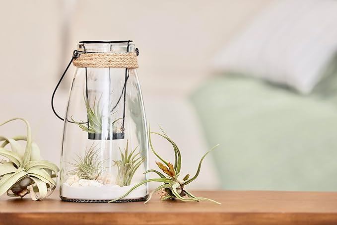 Air Plant Low Light House Plants Box (8PK) Tillandsia Air Plants Live Houseplants Live Indoor Plants Live Succulents Plants Live Terrarium Plants Live, Air Plant Holder Airplant Kit by Plants for Pets