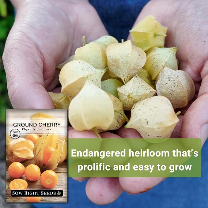 Sow Right Seeds - Ground Cherries Seeds for Planting - Non-GMO Heirloom Packet with Instructions to Plant an Outdoor Home Vegetable Garden - Mexican Husk Tomato - Endangered Variety (2)