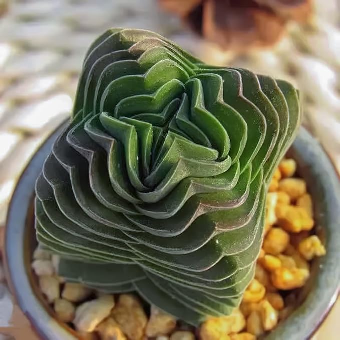Sprout N Green Crassula cv. Buddha's Temple, Live Succulent Plant Fully Rooted in 2" Pots with Soil Mix, Real Houseplant for Indoor Outdoor Home Office Wedding Decoration Party Favor