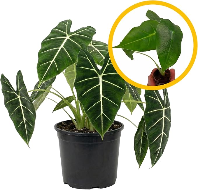 ragnaroc Alocasia Frydek ‘Velvet Elvis’ 2-4" (Alocasia micholitziana) 8ct – Live Plant for Indoor Outdoor Use, Garden & Landscaping – Live Arrival Guaranteed