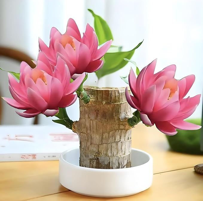 행운의 나무 식물, 작은 실내 식물, 브라질산 나무 식물, 곧 새싹이 나올 예정, 사무실 책상 장식, 주방, 거실 (핑크)